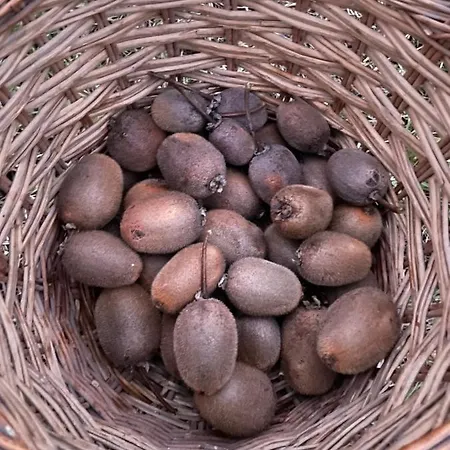 Malamu Eventi Rigosa