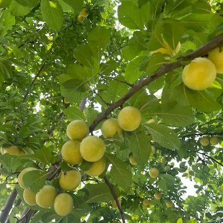 Malamu Eventi Rigosa