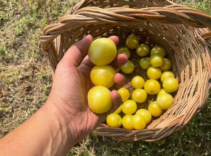 فندق مبيت وإفطار Malamu Eventi
